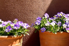 Potted flowers on home patio